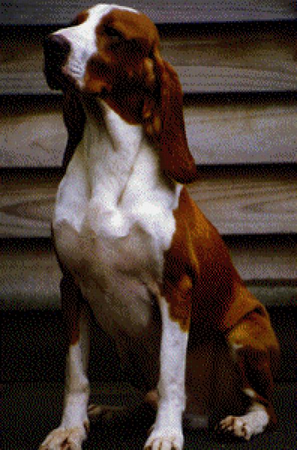 собаки - животние - предпросмотр