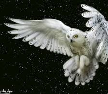 Схема вышивки «сова»