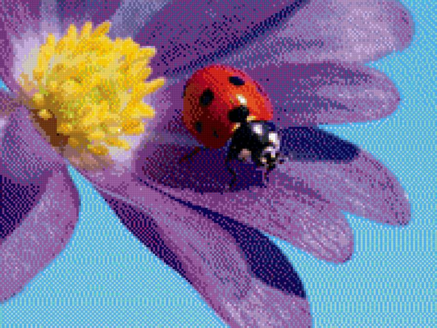 божья коровка на синем - полевой цветок божья коровка - предпросмотр