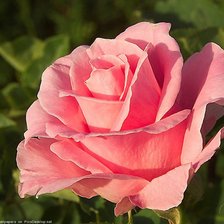 Схема вышивки «распускающийся бутон розы»