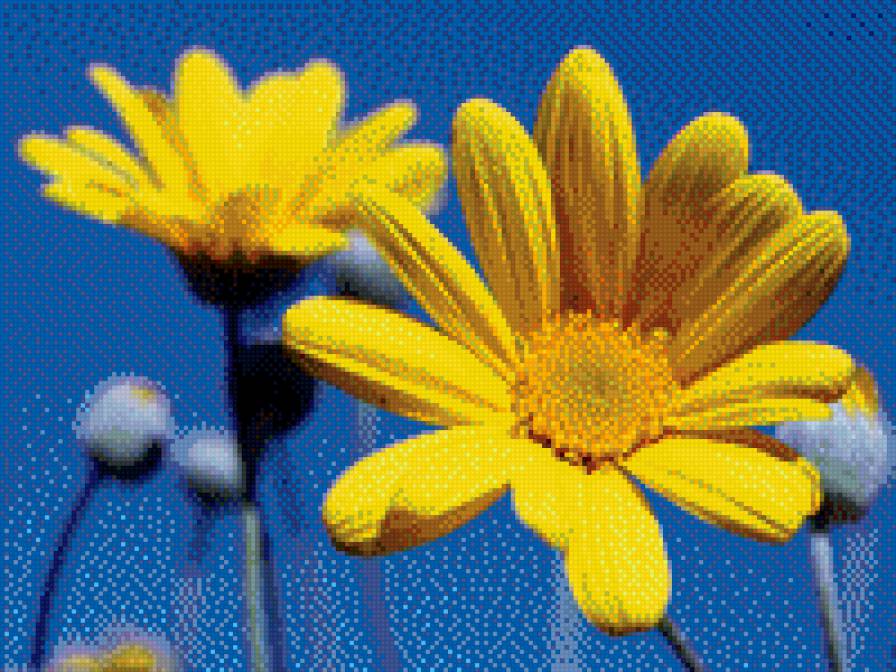 желтый цветок на синем - крупная, цветок, синий фон, гербера желтая - предпросмотр