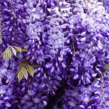 Схема вышивки «цветы»