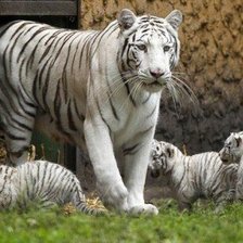 Схема вышивки «потомство»