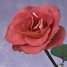 Схема вышивки «роза на мраморе»