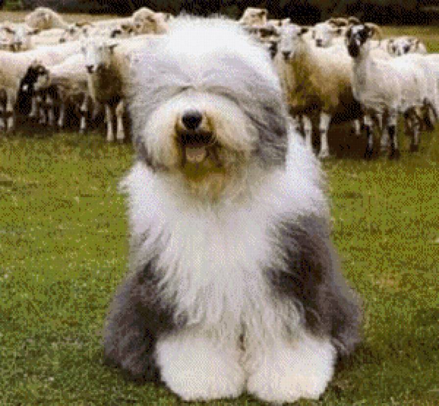 охрана - животние - предпросмотр