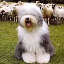 Схема вышивки «охрана»