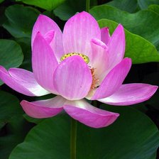 Схема вышивки «кувшинка крупная»