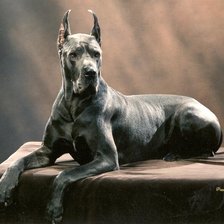 Схема вышивки «дог»