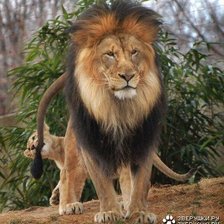 Схема вышивки «царь зверей»