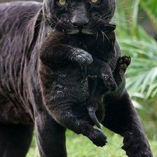 мама куда идем