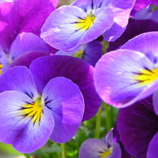 Схема вышивки «анютины глазки»