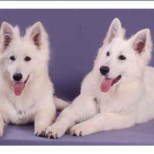 Схема вышивки «БШО»