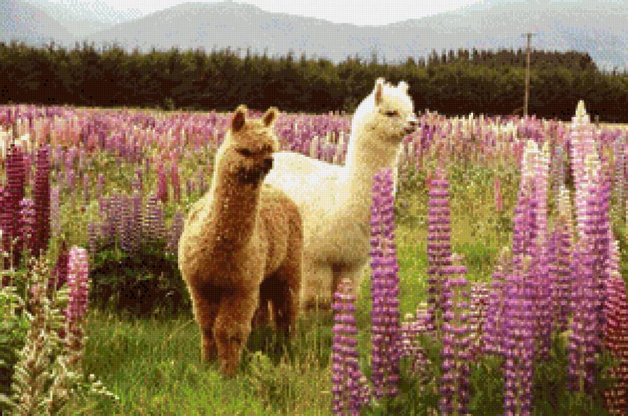 ламы - животние - предпросмотр