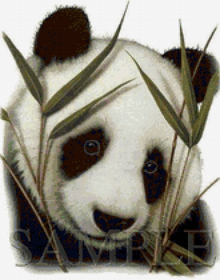 Панда - животные, панда - предпросмотр