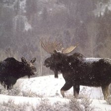 Схема вышивки «лось»