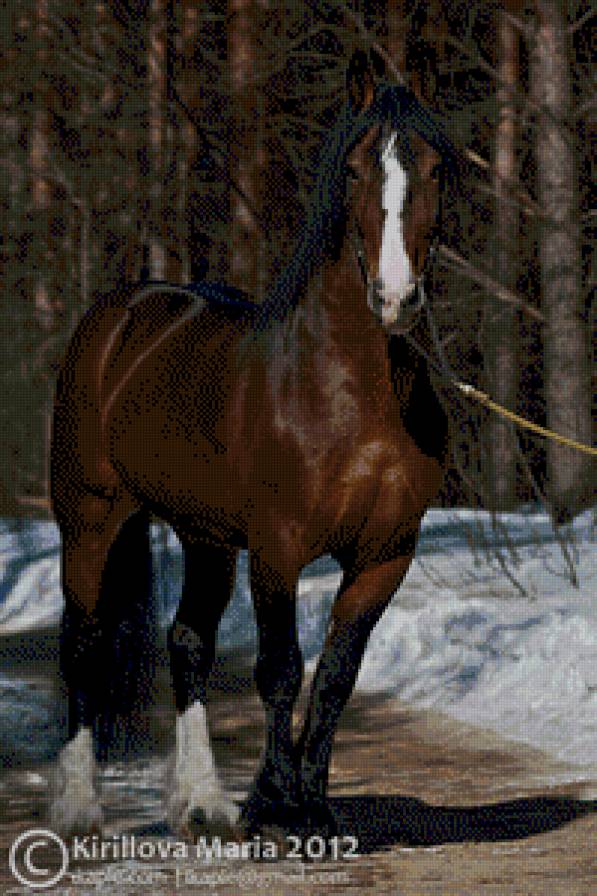 лошади - животние - предпросмотр