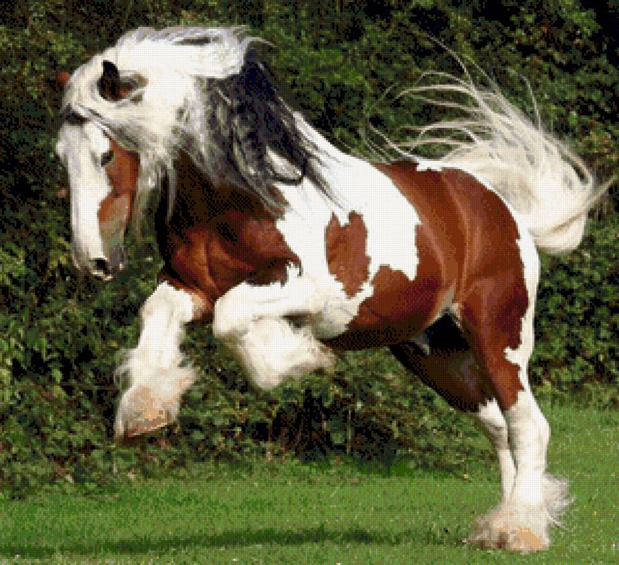 лошади - животние - предпросмотр