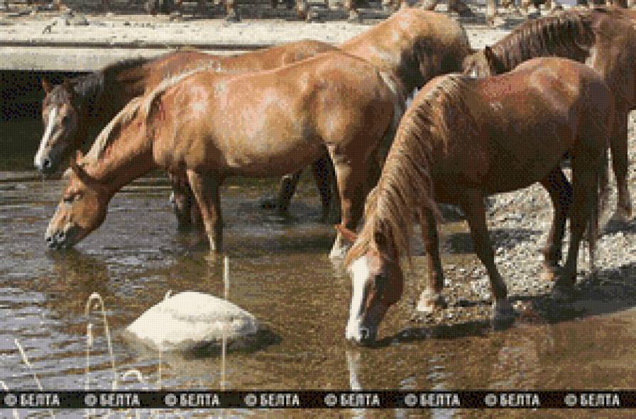 лошади - животние - предпросмотр