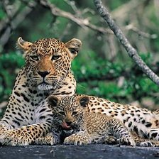 Схема вышивки «хищники»