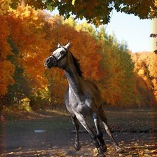 Схема вышивки «лошади»