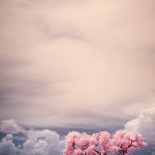 Схема вышивки «Сакура»