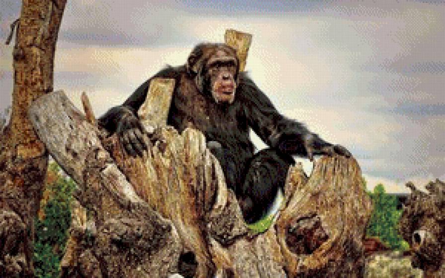 царский трон - предпросмотр