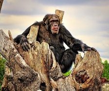 царский трон