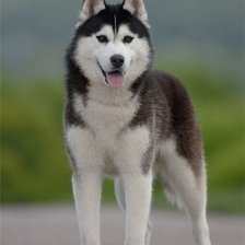 Схема вышивки «лайка»