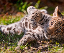 Схема вышивки «малыш»