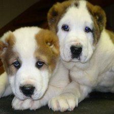 Схема вышивки «малыши»