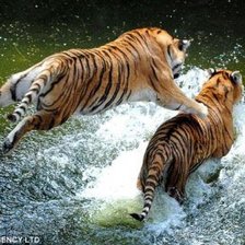 Схема вышивки «папался дружок»