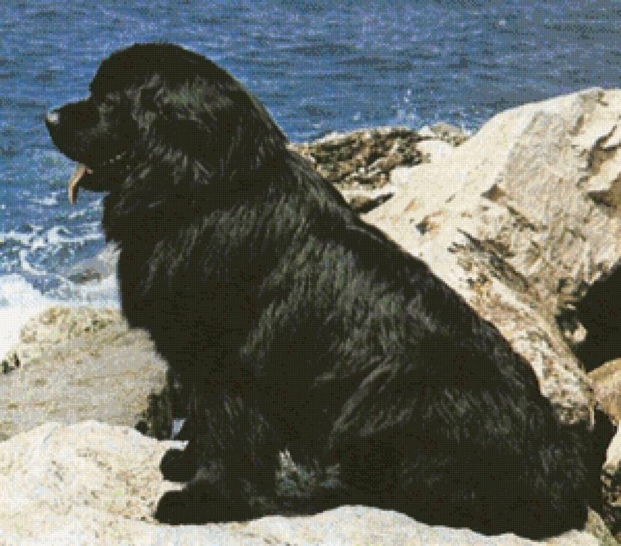 водолаз - животние - предпросмотр