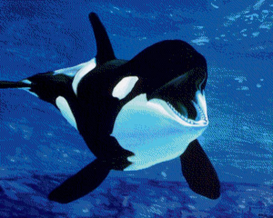 маленькая косатка - животние - предпросмотр
