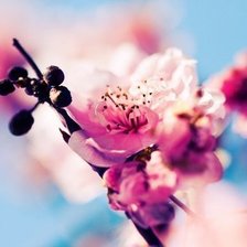 Схема вышивки «Цветущая вишня»