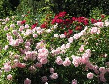 Схема вышивки «розармий»