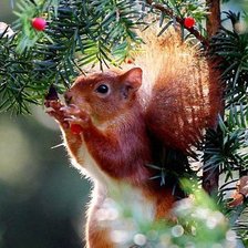 Схема вышивки «Белка»