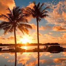 Схема вышивки «Пальмы»