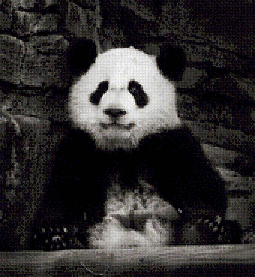 панда - предпросмотр