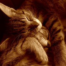 Схема вышивки «котейки»