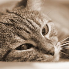 Схема вышивки «лежачий кот)»