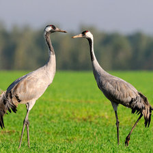 Схема вышивки «журавли»