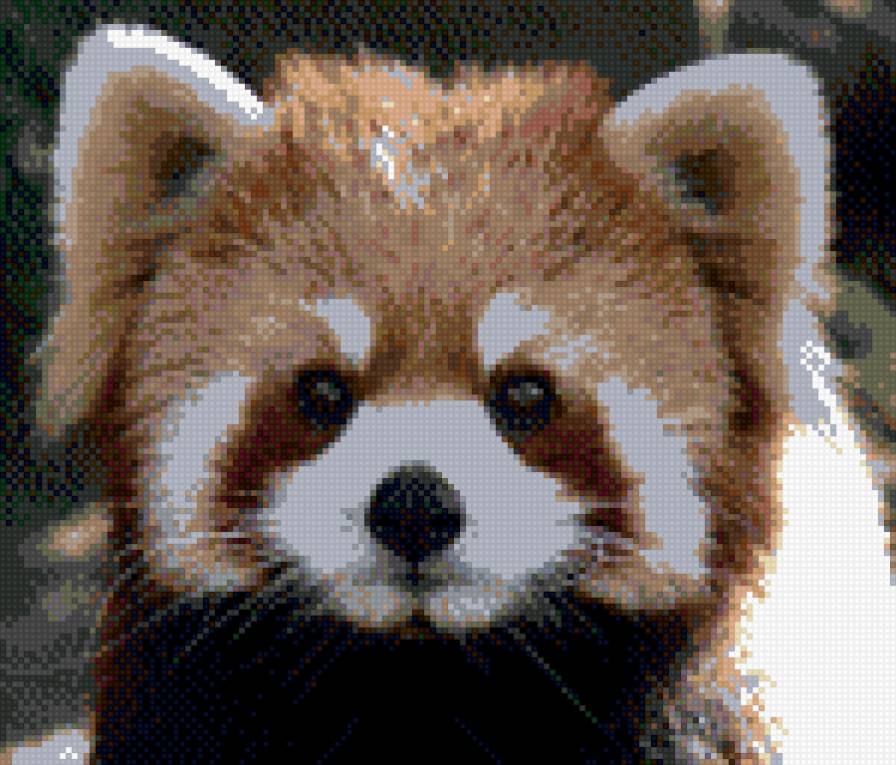 Красная панда - предпросмотр