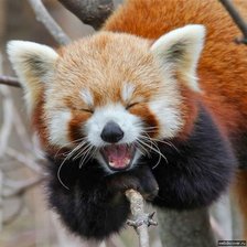 Красная панда