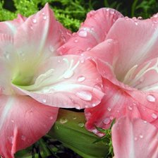 Схема вышивки «цветики»