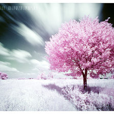 розовая мечта