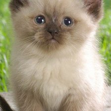 Схема вышивки «маленький котенок»