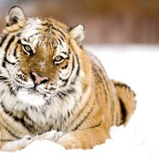 Схема вышивки «большая кошка»