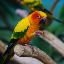 Схема вышивки «попугай»