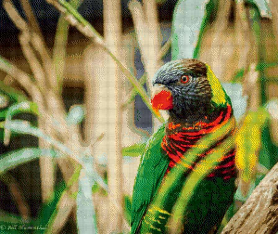 птица - природа, птица - предпросмотр