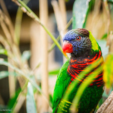 Схема вышивки «птица»